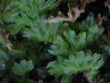 Hymenophyton flabellatum