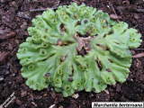 Marchantia berteroana