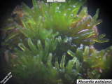 Riccardia wattsiana