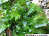 Symphyogyna hymenophyllum habit