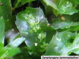 Close-up of Symphyogyna hymenophyllum thallus