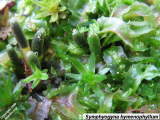 Symphyogyna hymenophyllum with sporophytes