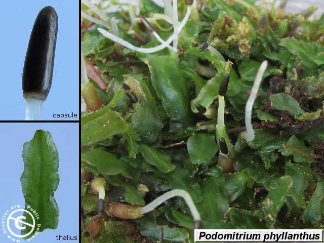 podomitrium-phyllanthus.JPG