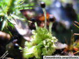 Fossombronia thallus with mature sporophyte