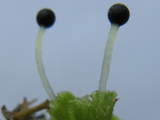 Fossombronia sporophyte
