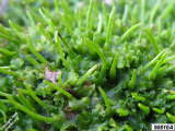 Hornwort scene