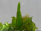 Hornwort sporophyte