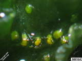 Hornwort antheridium
