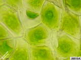Hornwort chloroplasts