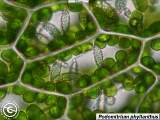 Podomitrium phyllanthus cells
