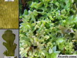 Riccardia crassa