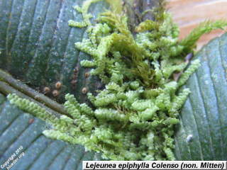 epiphyllous liverwort on hard water fern