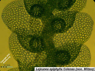 leaf arrangement of epiphyllous liverwort