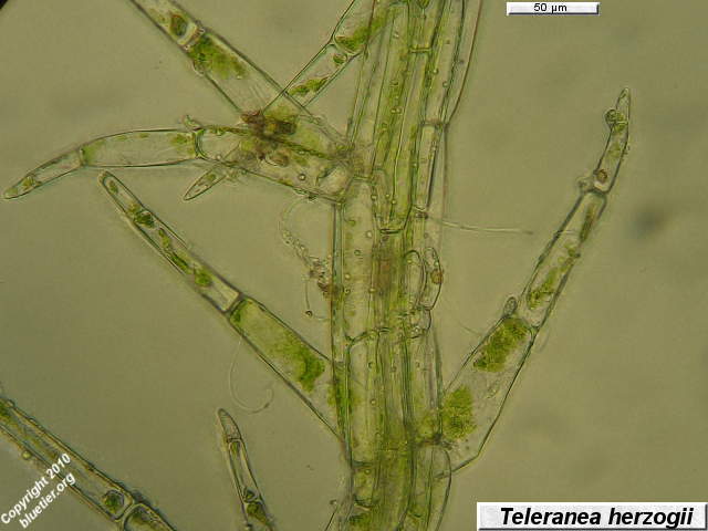 Telaranea herzogii