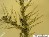 branching