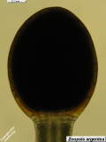 Zoopsis argentea capsule
