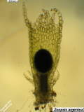 Zoopsis argentea perianth