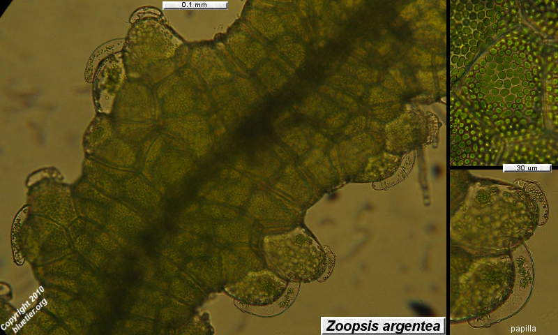 Zoopsis argentea