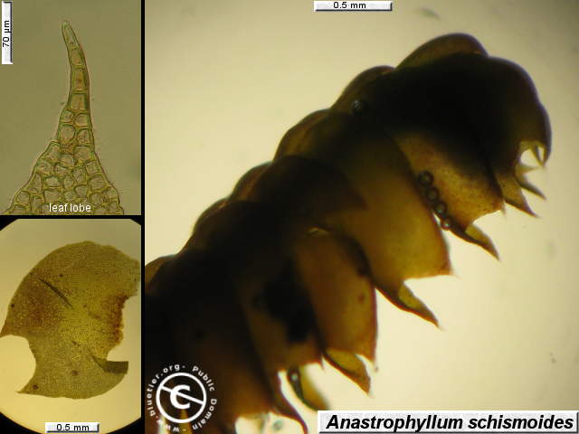 Anastrophyllum schismoides