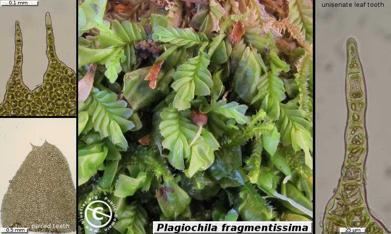 Plagiochila fragmentissima
