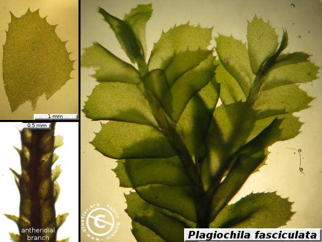 Plagiochila fasciculata