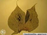 Chandonanthus squarrosus leaf