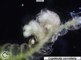 Lepidozia serrulata androecia