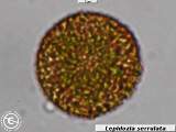 Lepidozia serrulata capsule spore