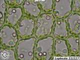 cells