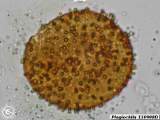 Plagiochila 110908D spore