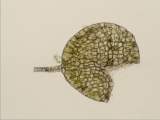Plagiochila antheridia
