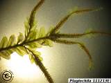 Plagiochila male branches