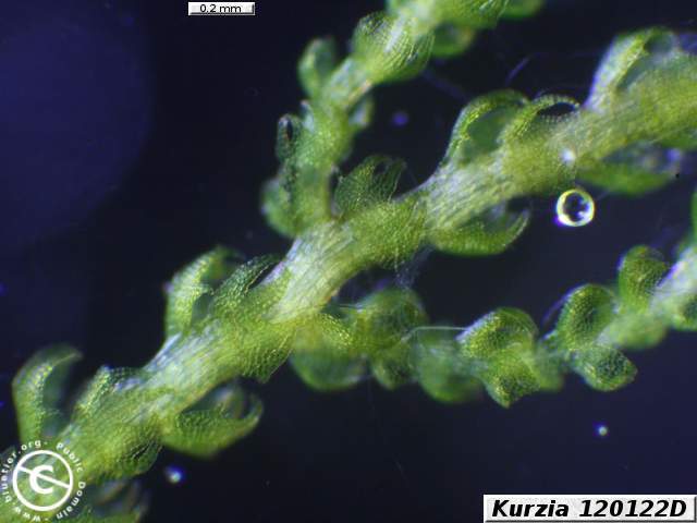 Kurzia 120122D