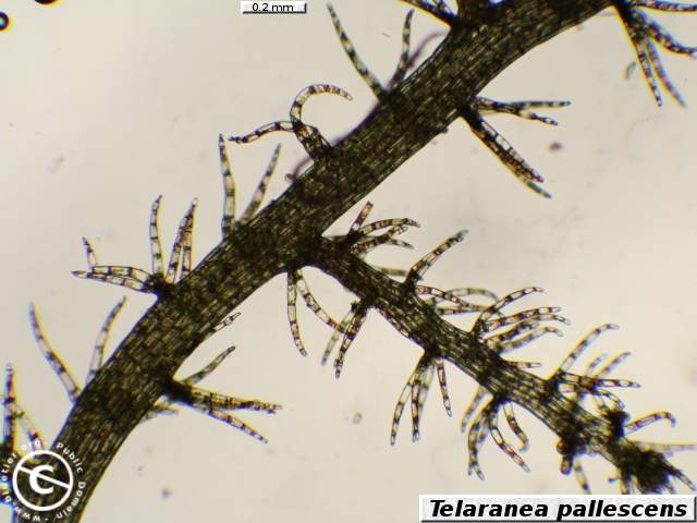 Telaranea pallescens