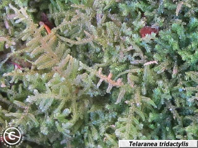 Telaranea tridactylis shoot