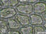 leaf cells