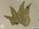 stem leaf
