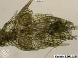 Kurzia 120122D androecium