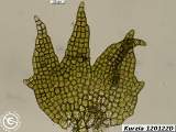 Kurzia 120122D leaf
