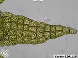 Kurzia 120122D leaf lobe