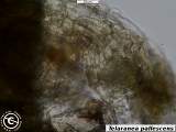 Telaranea pallescens androecium
