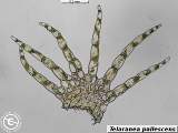 Telaranea pallescens leaf