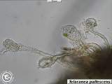 Telaranea pallescens rhizoids