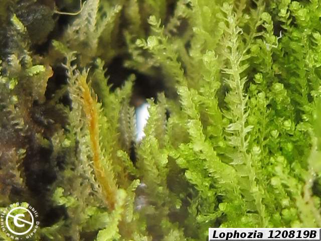 Lophozia sp.