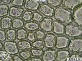 Lepidozia 120811C cells