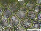leaf cells
