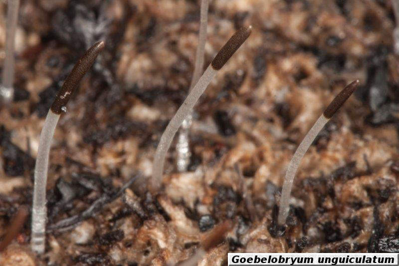 sporophytes
