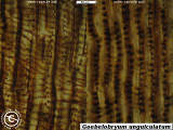 capsule walls