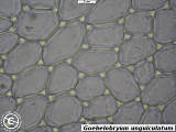 cells