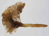 marsupium